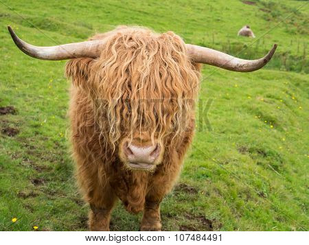 Scittish highland cow