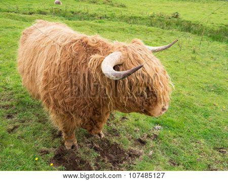 Scittish highland cow