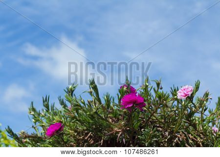 Little Flowers Against The Blue Sky