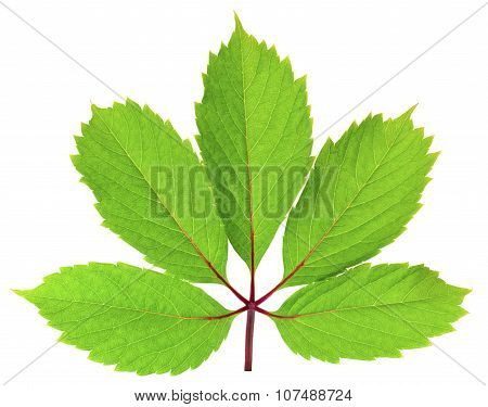 Parthenocissus