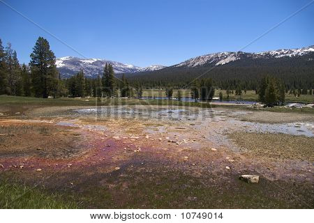 Pinien & Schnee gekleidete Berge, Soda Springs, yosemite