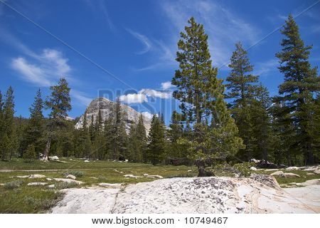 Fyrretræer med Lembert Dome, Yosemite