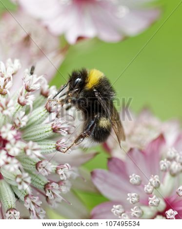 Bumble Bee On A Pink Flower