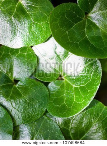 Shiny Green Leaves Of Asarabacca (asarum Europaeum)