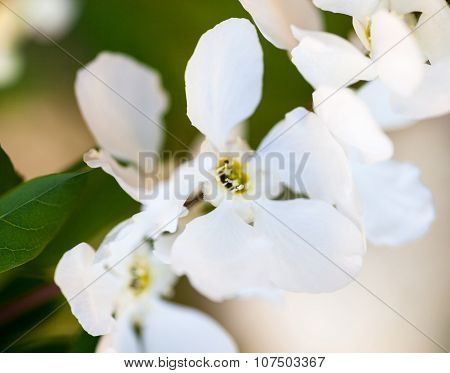 Close Up Of The Pear Tree Flowers