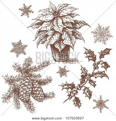 Christmas Plants Set Sketch