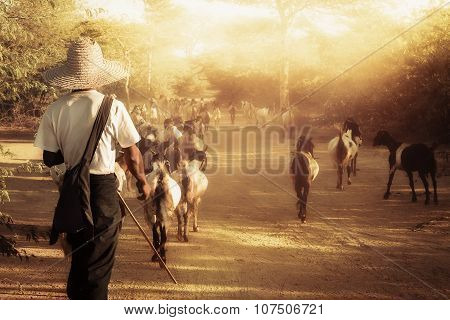 Burmese Herder Leads Goat Herd At Sunset Landscape. Myanmar (burma), Travel Destinations