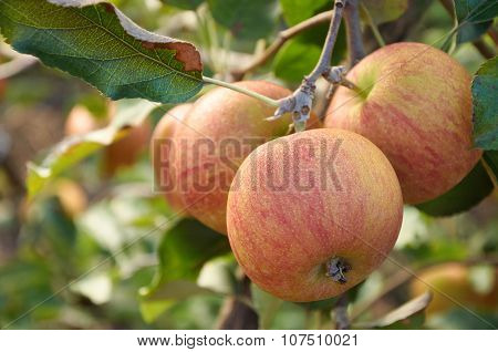 Several Piebald Apple On The Branch