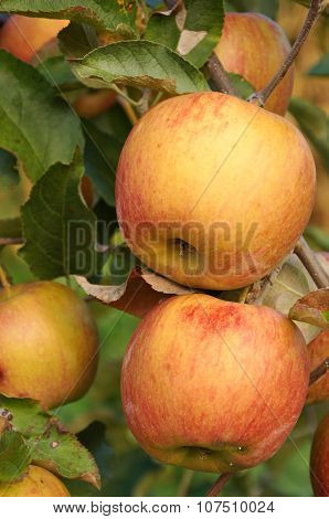 Several Piebald Apple On The Branch