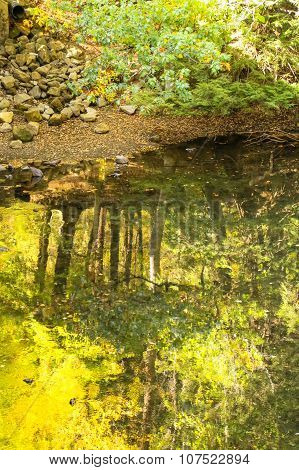 River Reflections