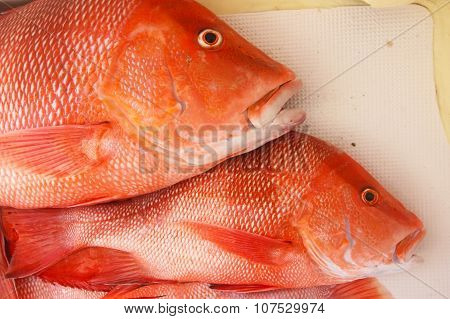 Large red snapper on the boat