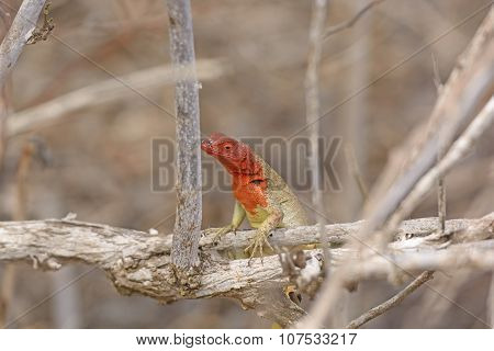 Female Lava Lizard