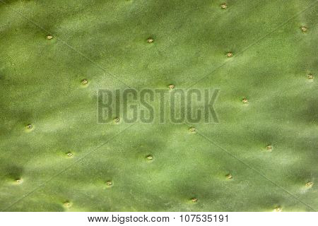 Cactus texture closeup