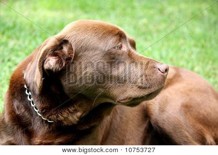 Kahverengi Labrador