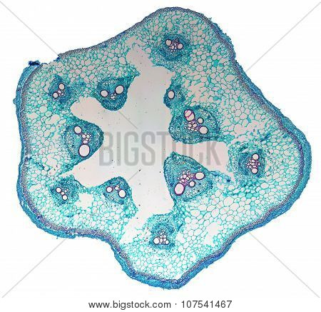 Cucurbita Stem Micrograph