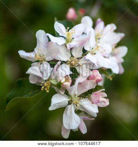 Close Up Of The Apple Tree Flowers