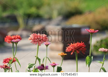 Colorful aster flowers against the backdrop of the well