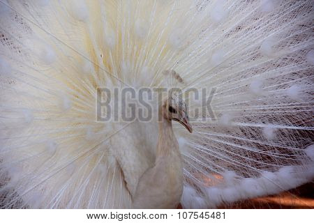 Albino