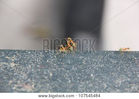 Macro world