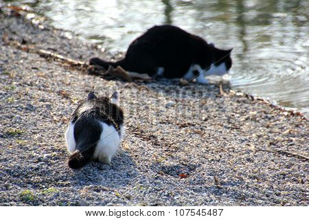 two cats
