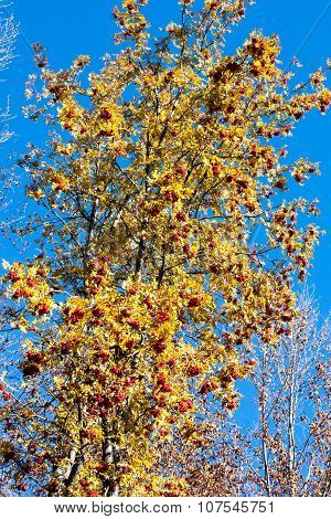 Background with large yellow tree and ripe Rowan berries, Mountain ash or Sorbus tree