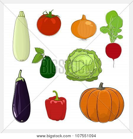 Set Of Vegetable  Isolated On White Background