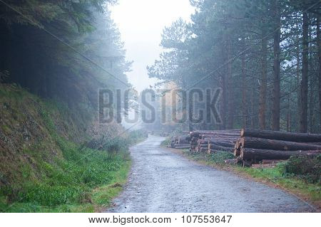 Deerpark And Djouce Woods, Ireland