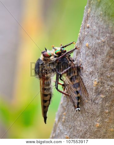 Robber fly trapping other robber fly
