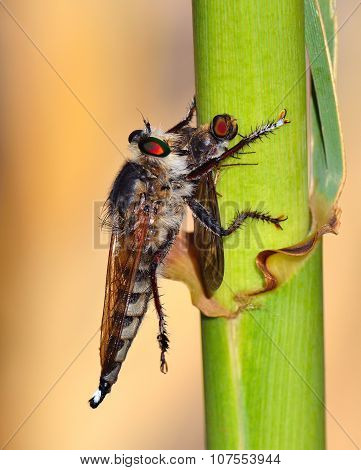 Robber fly trapping a small insect