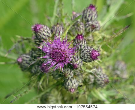 Marsh Thistle