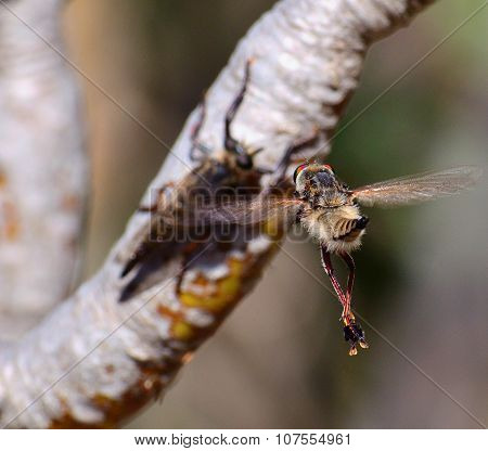 Courtship ritual of robber fly