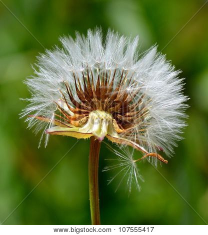 Dandelion