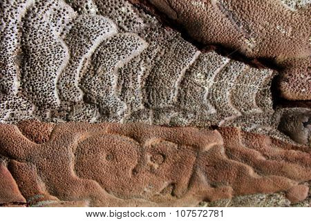 Kauri bark