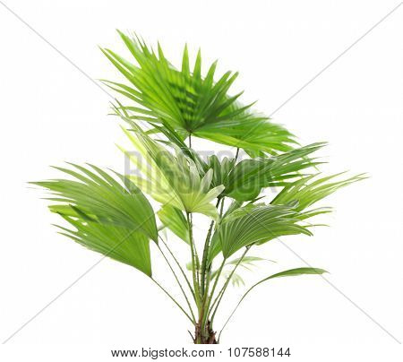 Palm tree (Livistona Rotundifolia), isolated on white
