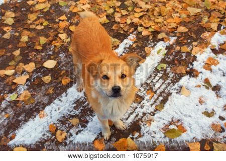 En hjemløs hund