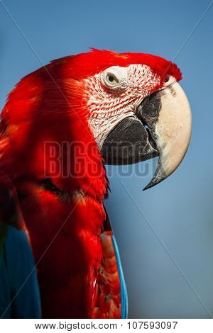Close up of yellow crested cockatoo with blurred foliage background