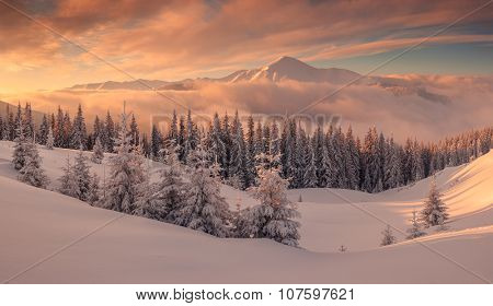 Fantastic orange evening landscape glowing by sunlight. Dramatic wintry scene with snowy trees. Kukul ridge, Carpathians, Ukraine, Europe. Merry Christmas!