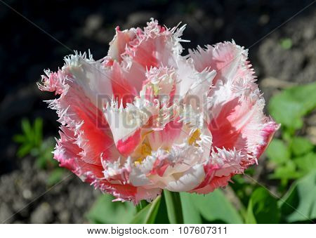 Fringed tulip Queensland.