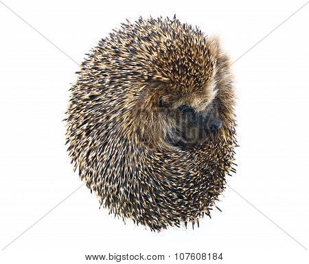 Forest Wild Hedgehog Isolated
