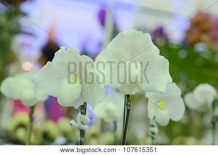 Paphiopedilum