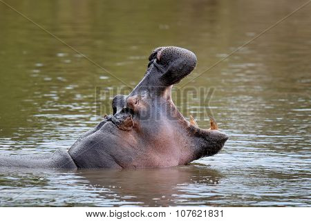 Hippo Family. Kenya, Africa