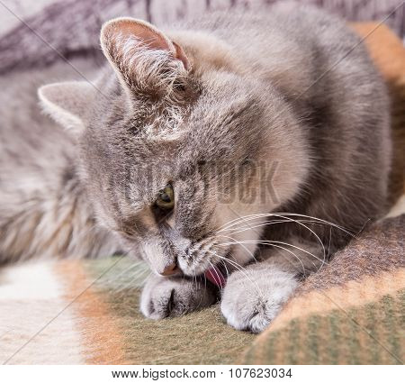 The Gray Cat Lies On A Checkered Plaid And Licks A Pad