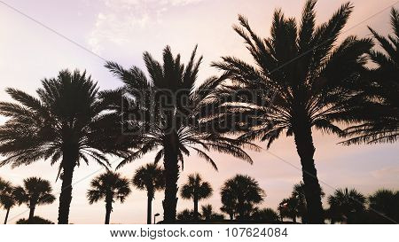 Palm sunset