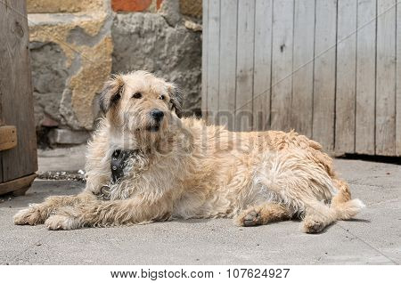Dog During Walking