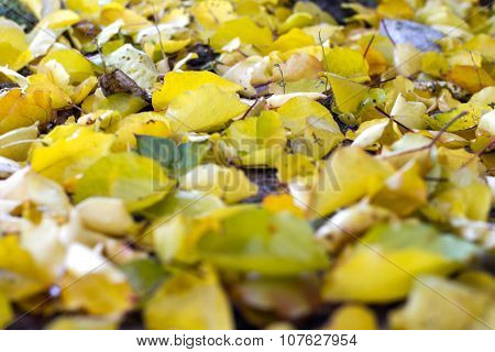 Yellow Fallen Leaves On The Floor