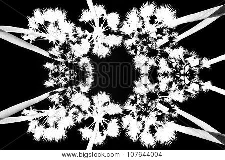 Abstract sugar palm tree for background and pattern