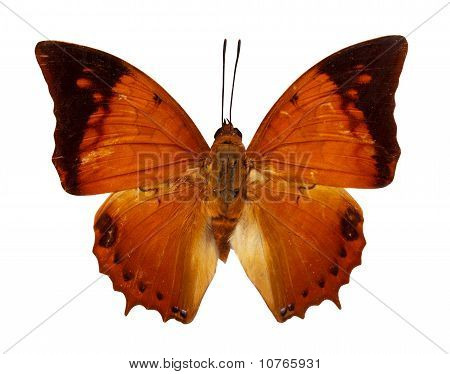 Rapace Rajah borboleta