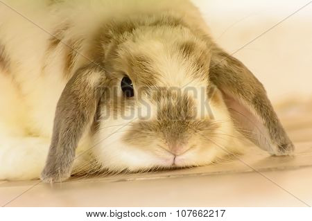 Rabbit