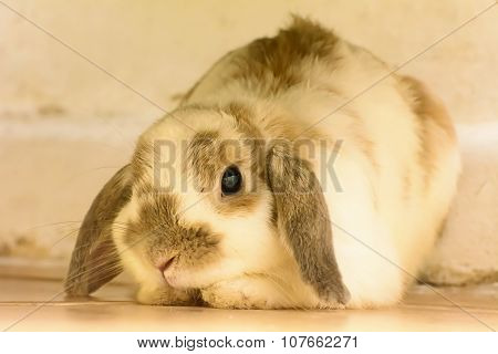Rabbit