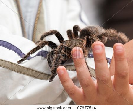 Big Hairy Tarantula